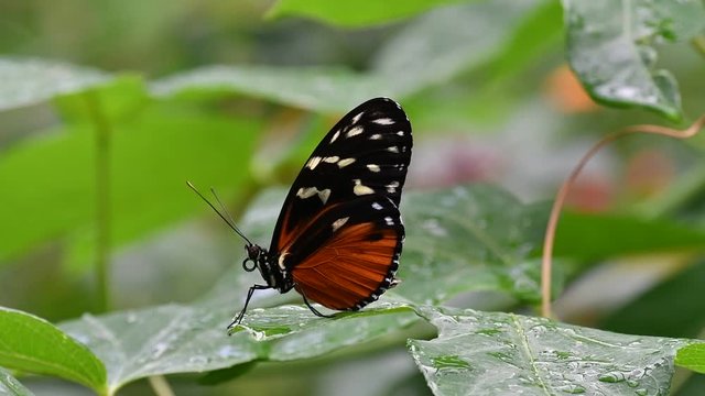 Tiger longwing / Hecale longwing / golden longwing / golden heliconian (Heliconius hecale) tropical butterfly from Mexico to the Peruvian Amazon