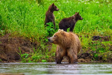 Ruling the landscape, brown bears of Kamchatka (Ursus arctos beringianus)