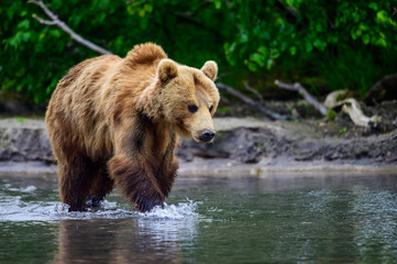 Obraz premium Ruling the landscape, brown bears of Kamchatka (Ursus arctos beringianus)