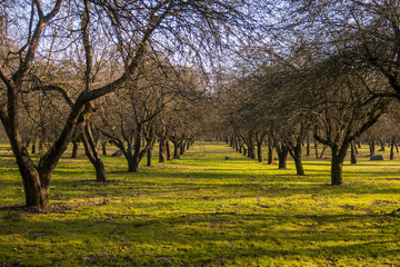 Fototapeta na wymiar Naked trees in park outdoor lane as spring landscape