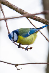 blue tit on a branch near the bird feeder
