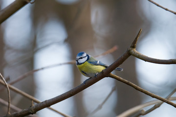 blue tit on a branch near the bird feeder