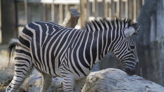 Close Up of zebra urinating at the zoo. Zebras are several species of African equids (horse family) with distinctive black and white striped coats.