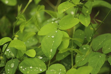 Close up shot of water drops on the single or lot of green leafs on the garden, rain drops on the single or lot of green leafs in the garden