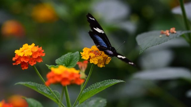 Sara longwing (Heliconius sara) neotropical butterfly found from Mexico to the Amazon Basin and southern Brazil