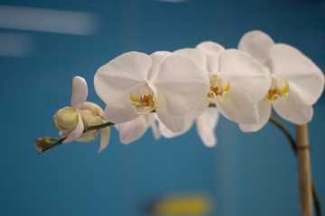 white orchid 