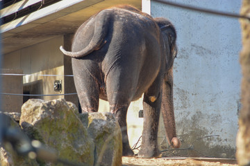 Elephant in the Wilhelma zoo in Stuttgart, Germany