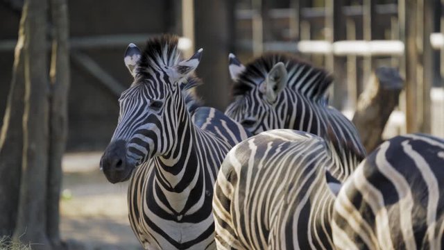 Herd of zebras playing at the zoo. Zebras are several species of African equids (horse family) with distinctive black and white striped coats.