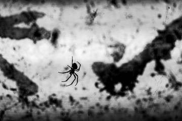 Creepy spiders in a tunnel