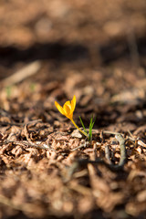 crocus