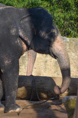 Fototapeta na wymiar Elephant in the Wilhelma zoo in Stuttgart, Germany