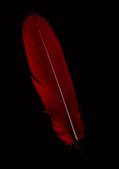 Single red feather isolated on black background