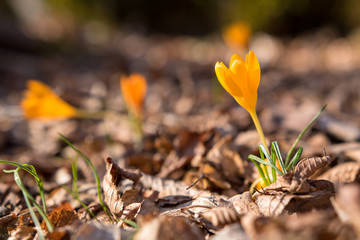 crocus