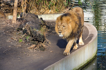 African lion in the Wilhelma zoo at Stuttgart, South of Germany, walking