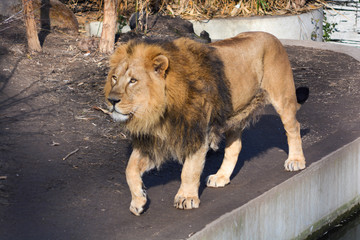 African lion in the Wilhelma zoo at Stuttgart, South of Germany, walking