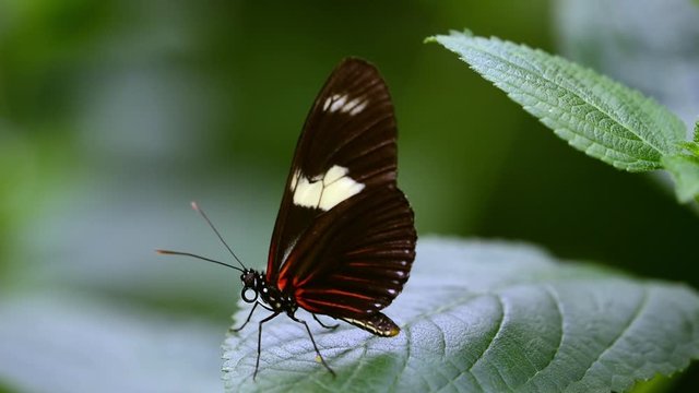 Doris longwing (Heliconous doris / Laparus Doris) tropical butterfly native to Central America and the Amazon rainforest