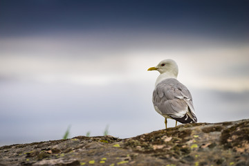 Seagull on sea fjord shore