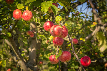 Erntereife rote Äpfel am Ast