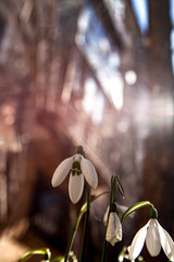 Spring snowdrops background. International Women's Day Snowdrop or common snowdrop Galanthus nivalis flowers. Card for 8 march. . Snowdrops flowers.