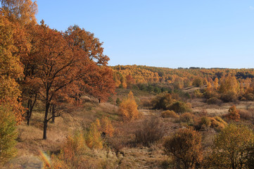 The curved edge of the forest paints autumn against the blue sky on a clear day.