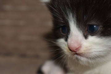 a small beautiful kitten is lying on the sofa