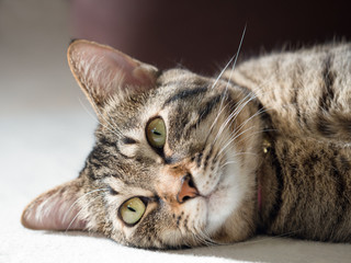 リラックスする飼い猫