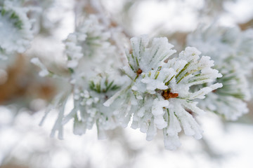 Frozen pine leaves and branches