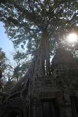tree roots growing out of stone temple in angkor wat city of khmer civilisation, cambodia, sun shining through canopy