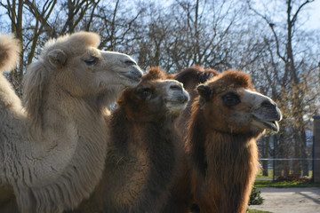 Three camels are in line. Camels at the zoo. named Wilhelma in the South of Germany