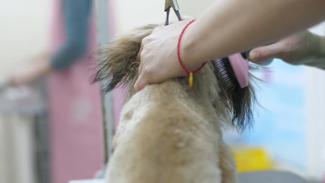 qualified worker combes puppy fur during drying after washing and preparing dog for important event close view.