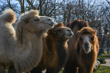 Three camels are in line. Camels at the zoo. named Wilhelma in the South of Germany