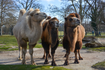 Obraz premium Three camels are in line. Camels at the zoo. named Wilhelma in the South of Germany