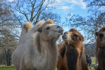 Three camels are in line. Camels at the zoo. named Wilhelma in the South of Germany