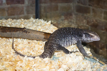 A large gray, striped lizard at the zoo.