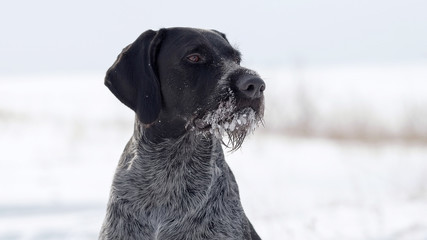 Hunting dog deutsch drahthaar on snow