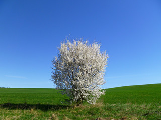 Fototapeta na wymiar Blooming plum tree in spring. Spring floral nature landscape. Blossoming wild fruit tree, white petal flowers.