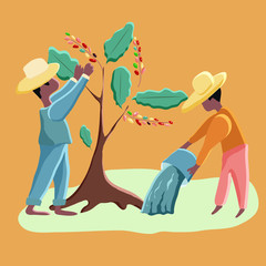 Farmers harvest coffee and water coffee trees. Vector illustration. Cutie cartoon characters. Men on a coffee plantation.