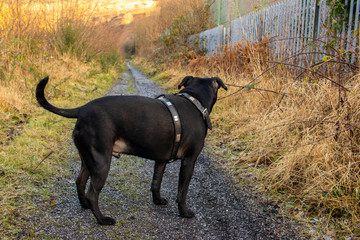 Staffordshire Bull Terrier dog full body medium frame outdoors nature wildlife