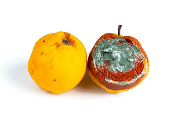 moldy fruit quince and fresh fruit quince on white background