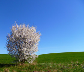 Naklejka premium Blooming plum tree in spring. Spring floral nature landscape. Blossoming wild fruit tree, white petal flowers.