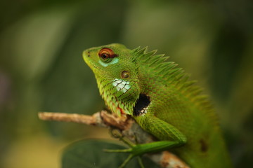chameleon sitting on a tree branch in a tropical garden