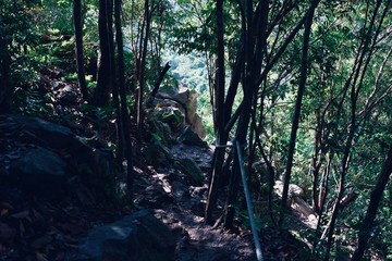 Deep forest on hill with climbing rope