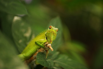 chameleon sitting on a tree branch in a tropical garden