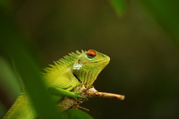 chameleon sitting on a tree branch in a tropical garden