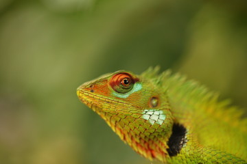 chameleon sitting on a tree branch in a tropical garden