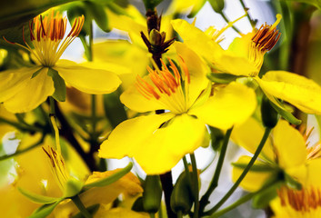 Fototapeta premium Detailed exotic macro closeup inflorescence of blooming yellow Apricot blooms , traditional flower of Lunar year.