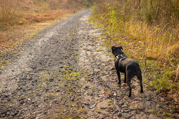 Staffordshire Bull Terrier dog looking out at outdoor nature path