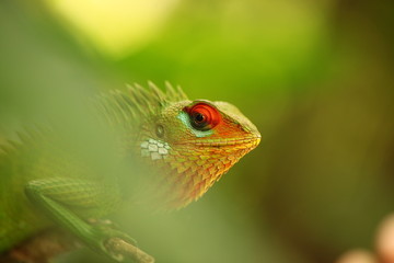 chameleon sitting on a tree branch in a tropical garden