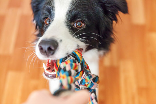 Funny Portrait Of Cute Smilling Puppy Dog Border Collie Holding Colourful Rope Toy In Mouth. New Lovely Member Of Family Little Dog At Home Playing With Owner. Pet Care And Animals Concept.