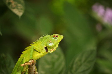 chameleon sitting on a tree branch in a tropical garden